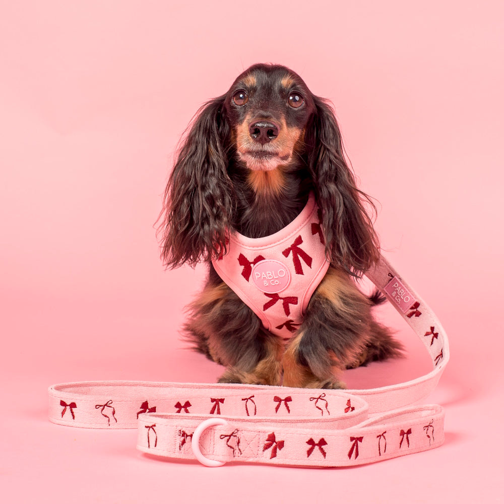 Pablo & Co Velvet Blush Bows Dog Leash