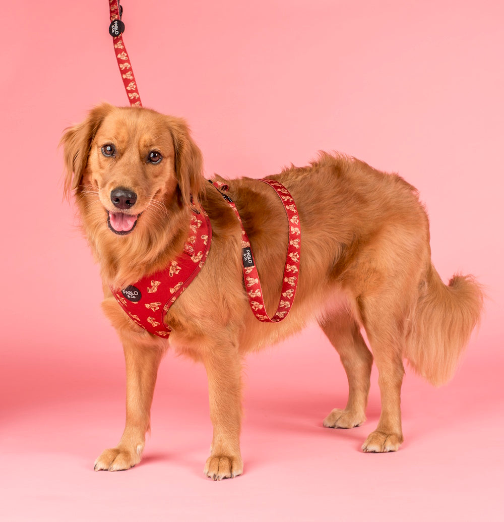 Pablo & Co Henry Bear Dog Leash