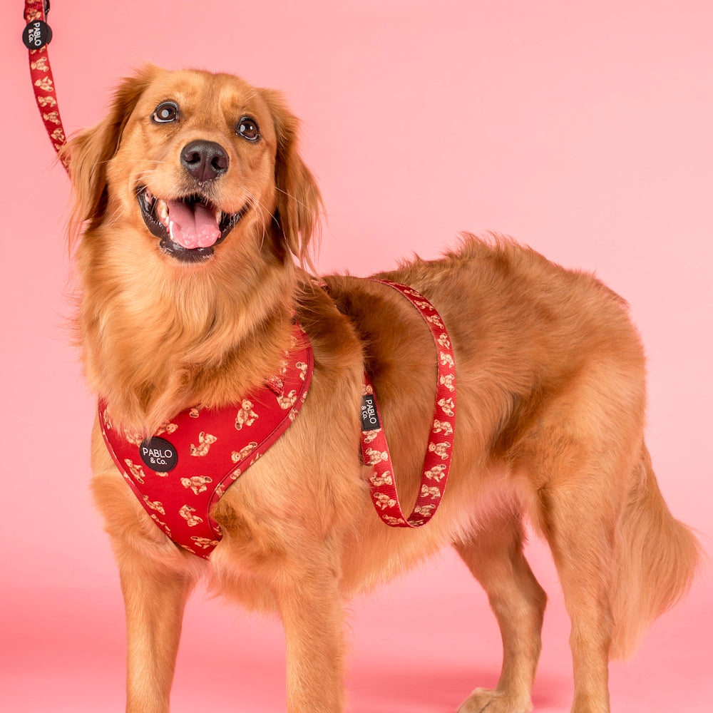 Pablo & Co Henry Bear Dog Leash
