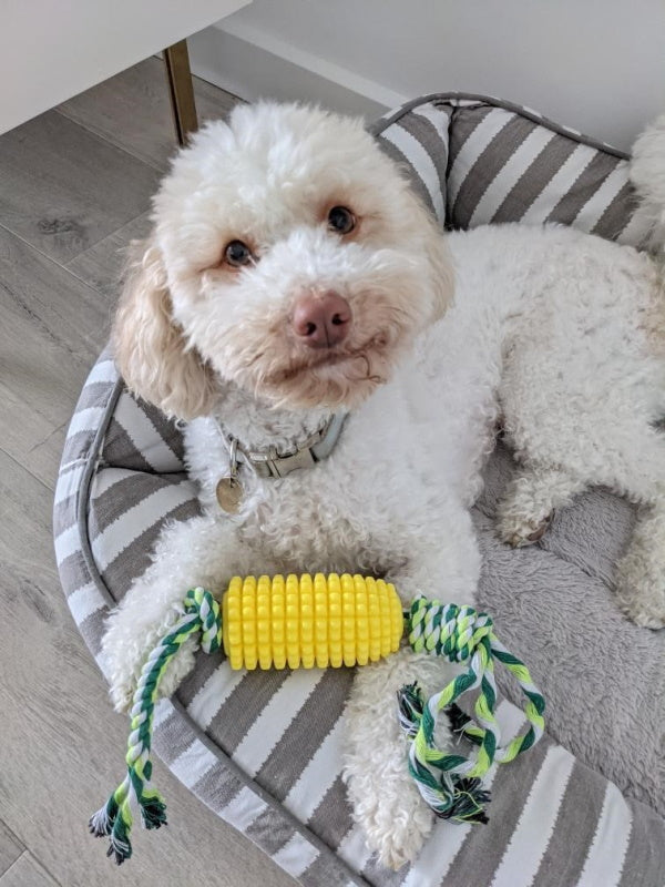 Corn on the Cob Enrichment Dog Toy