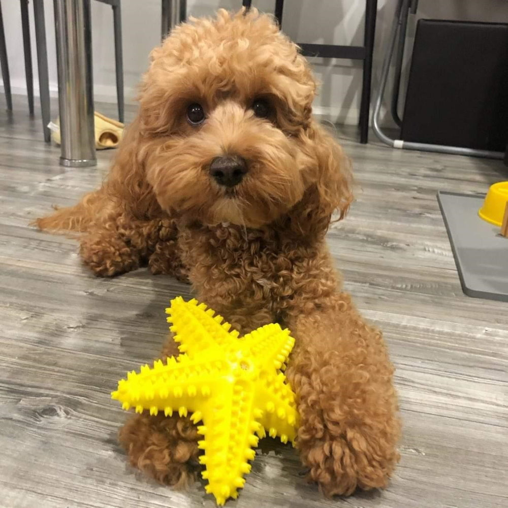 Enrichment Starfish Squeaker Dog Toy