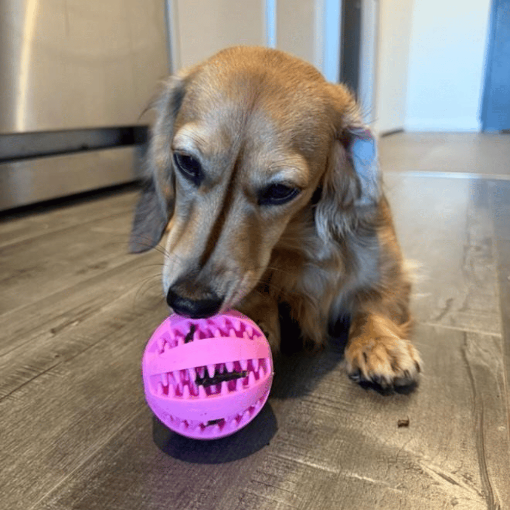 Enrichment Treat Ball