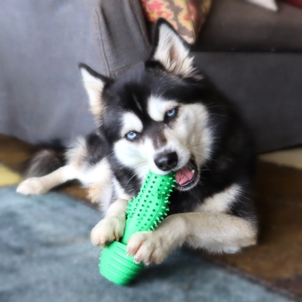 Cactus Dental Enrichment Toy