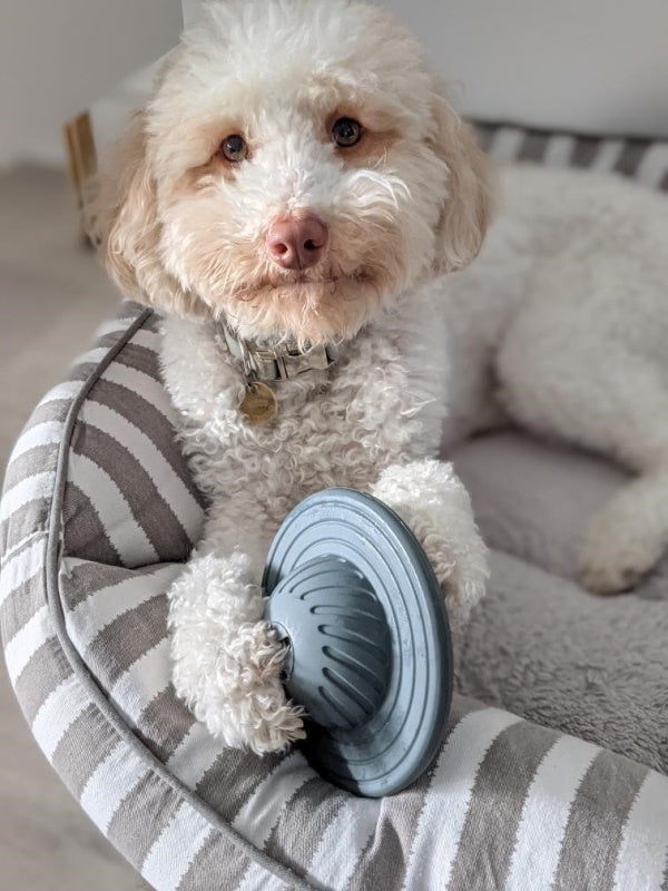 UFO Treat Dispenser Dog Toy - Galactic Swirl